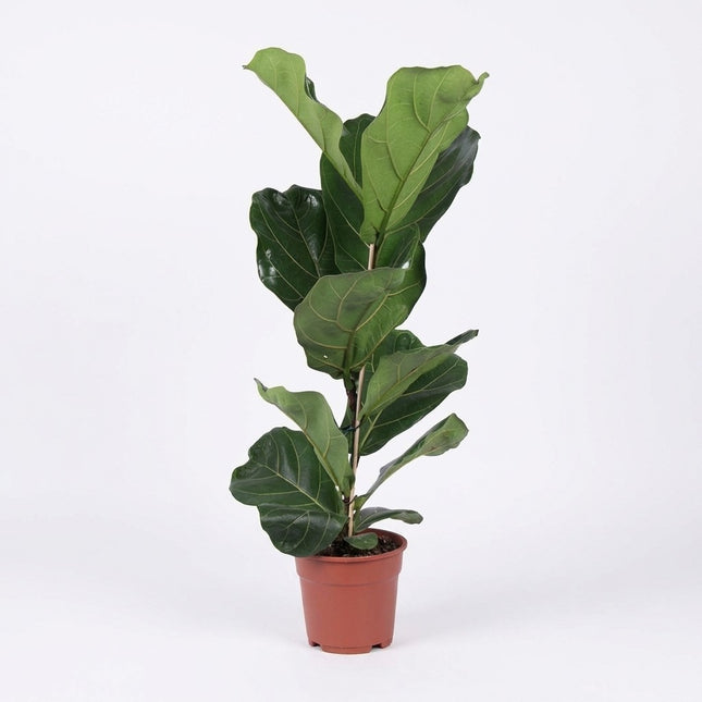 Ficus Lyrata - Ø17cm - ↕60cm – kamerplant op witte achtergrond