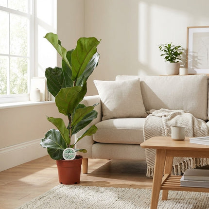 Ficus Lyrata - Ø17cm - ↕60cm – gestyled in woonkamer interieur