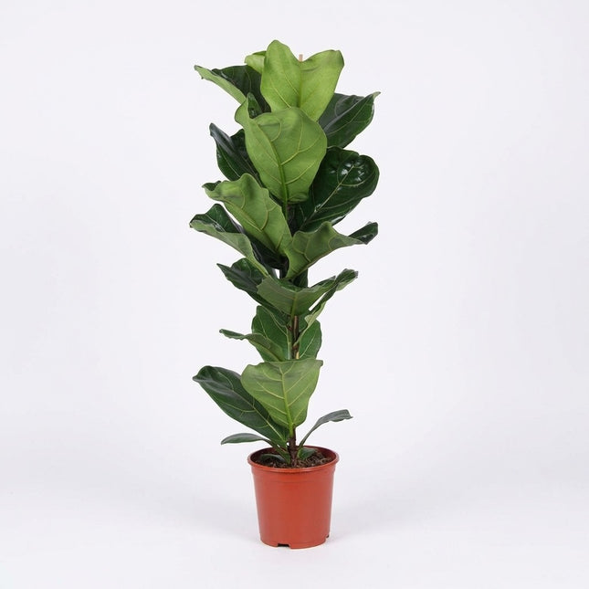 Ficus Lyrata - Ø21cm - ↕90cm – kamerplant op witte achtergrond