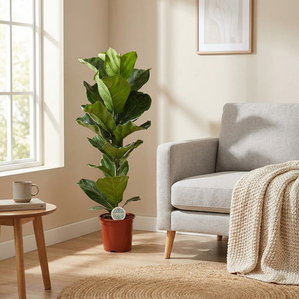 Ficus Lyrata - Ø21cm - ↕90cm – gestyled in woonkamer interieur