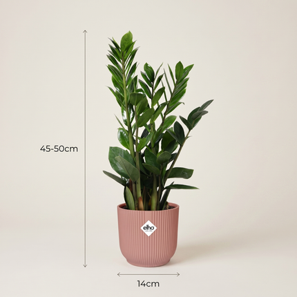Zamioculcas in ELHO Vibes Fold 14cm roze - Hoogte 45-50cm