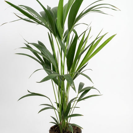Howea Forsteriana - Kentia Palm - 5 Pit - Ø21cm - ↕100cm – kamerplant op witte achtergrond