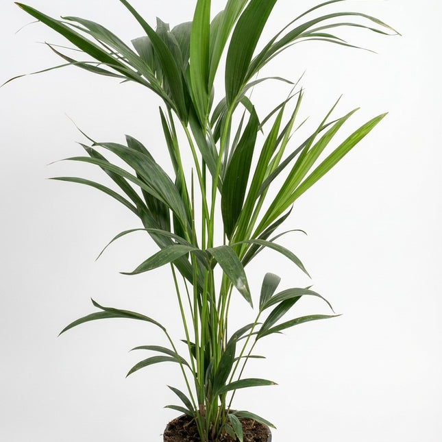 Howea Forsteriana - Kentia Palm - 5 Pit - Ø21cm - ↕100cm – kamerplant op witte achtergrond