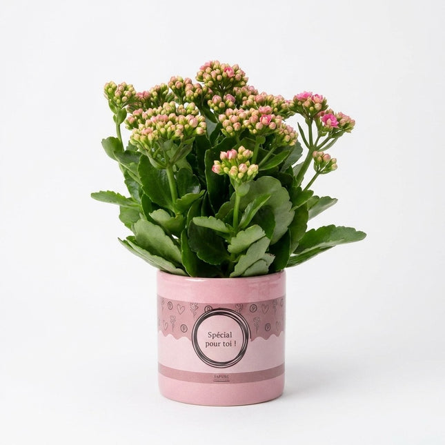 Kalanchoë Pink in P&PURE 'Special Pour Toi' Verpakking – kamerplant op witte achtergrond