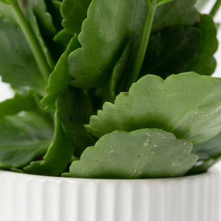 Kalanchoë White in P&PURE Ivy Ceramics Pot – close-up bladtextuur