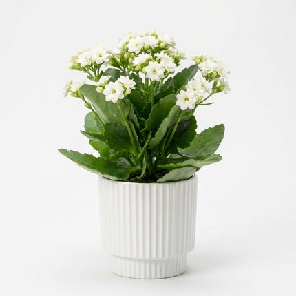 Kalanchoë White in P&PURE Ivy Ceramics Pot – kamerplant op witte achtergrond