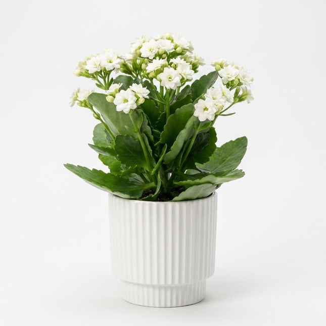 Kalanchoë White in P&PURE Ivy Ceramics Pot – kamerplant op witte achtergrond
