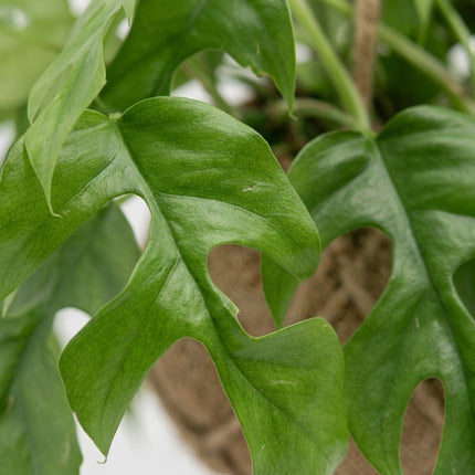 Kokodama Monstera Minima - 2 stuks - Ø15cm - ↕25cm – close-up bladtextuur