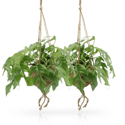 Kokodama Monstera Minima - 2 stuks - Ø15cm - ↕25cm – kamerplant op witte achtergrond