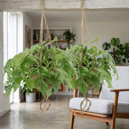 Kokodama Monstera Minima - 2 stuks - Ø15cm - ↕25cm – formaat indicatie 25cm