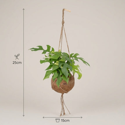 Kokodama Monstera Minima - Hangend - Ø15cm - ↕25cm – afmetingen 25cm hoog, 15cm diameter