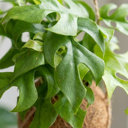 Kokodama Monstera Minima - Hangend - Ø15cm - ↕25cm – close-up bladtextuur