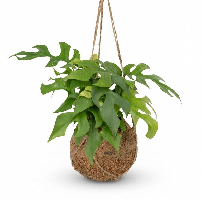 Kokodama Monstera Minima - Hangend - Ø15cm - ↕25cm – kamerplant op witte achtergrond