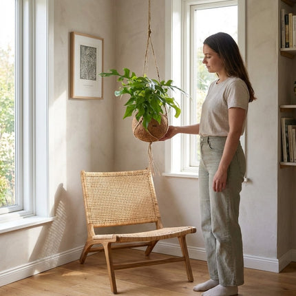 Kokodama Monstera Minima - Hangend - Ø15cm - ↕25cm – formaat indicatie 25cm
