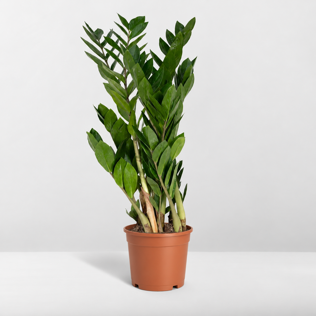 Zamioculcas zamiifolia met opgaande bladstelen in een terracottakleurige kweekpot