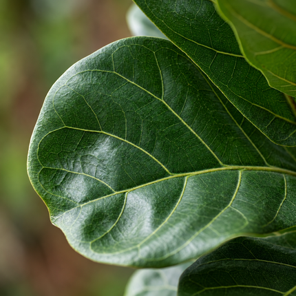 Detail van het groene Ficus lyrata-blad met zichtbare nerven en natuurlijke bladstructuur