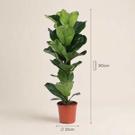 Ficus lyrata in een kweekpot, met aangegeven planthoogte van 90 cm en potdiameter van 21 cm