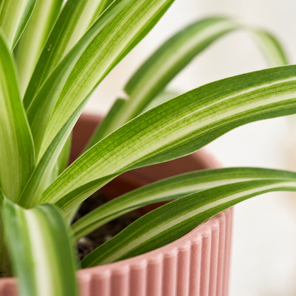 Detail van gestreepte Chlorophytum comosum Variegatum-bladeren bij een roze ELHO Vibes Fold-pot