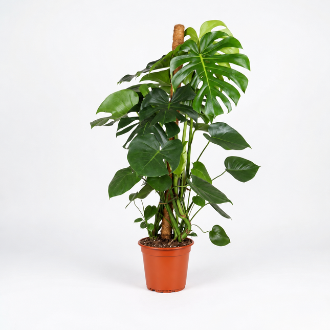Monstera deliciosa met ingesneden groene bladeren en mosstok in een terracottakleurige kweekpot