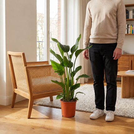 Strelitzia nicolai in een kweekpot naast een persoon en een houten stoel bij het raam