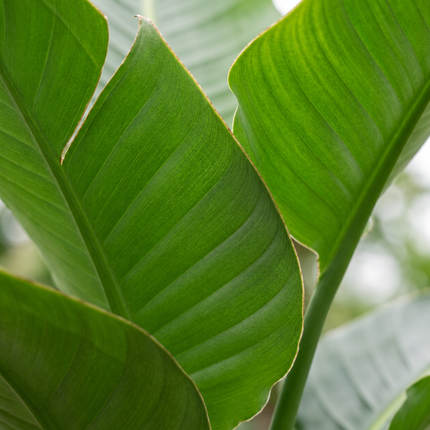 Detail van het brede groene Strelitzia nicolai-blad met zichtbare nerven