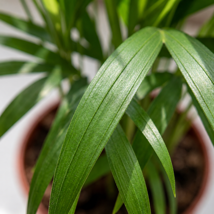 Detail van de smalle groene bladveren van de Areca-palm, Dypsis lutescens