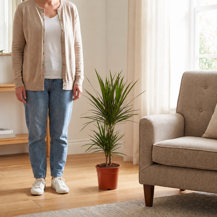 Dracaena marginata in een kweekpot naast een persoon in een lichte woonkamer