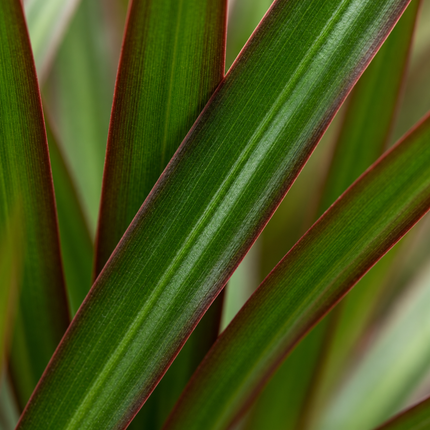 Detail van de smalle Dracaena marginata-bladeren met groene kleur en roodbruine bladranden