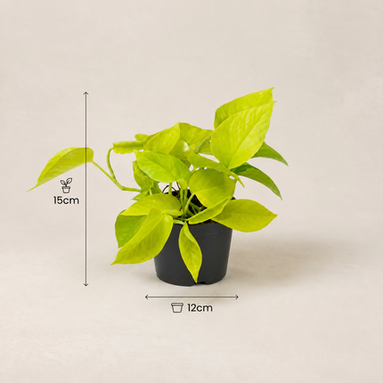 Epipremnum Golden Pothos in een kweekpot met maatlijnen voor 15 cm hoogte en 12 cm potdiameter
