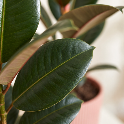 Detail van een donkergroen Ficus elastica Robusta-blad boven de roze ELHO Vibes Fold-pot