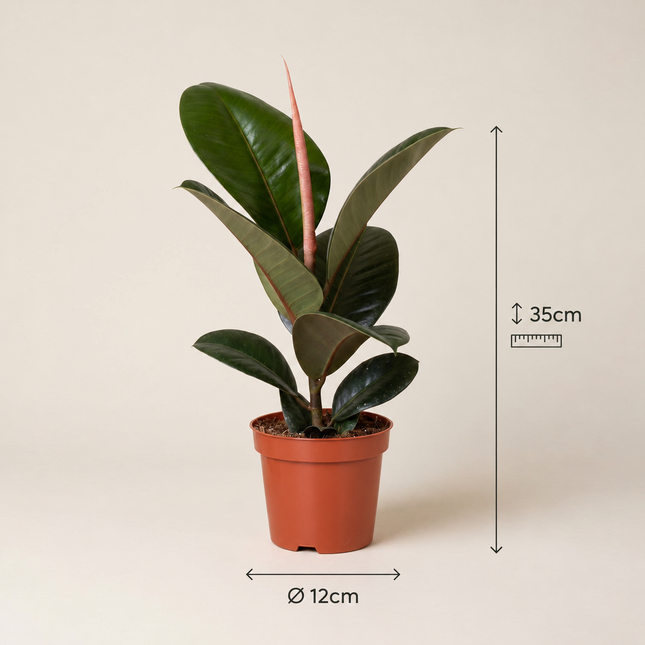 Ficus elastica Robusta in een kweekpot met maatlijnen voor 35 cm hoogte en 12 cm potdiameter