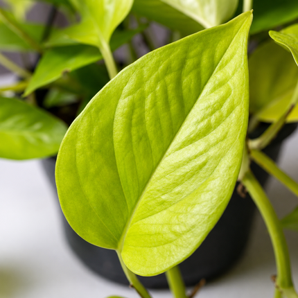 Detail van lichtgroene Epipremnum Golden Pothos-bladeren met zichtbare nerven
