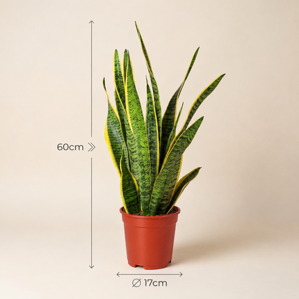 Sansevieria Laurentii in een kweekpot, met aangegeven hoogte van 60 cm en potdiameter van 17 cm