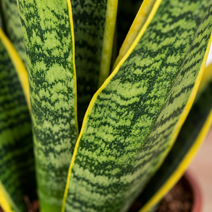 Detail van rechtopstaande Sansevieria Laurentii-bladeren met gele randen en groene tekening