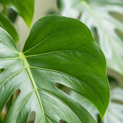 Detail van een groen Monstera deliciosa-blad met insnijdingen en zichtbare nerven