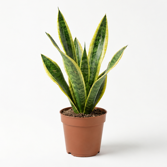 Sansevieria Laurentii met rechtopstaande bladeren in een kweekpot op een lichte achtergrond