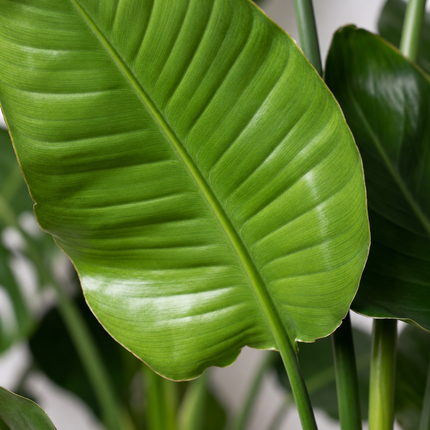 Detail van een groen Strelitzia nicolai-blad met de centrale nerf en fijne bladstructuur