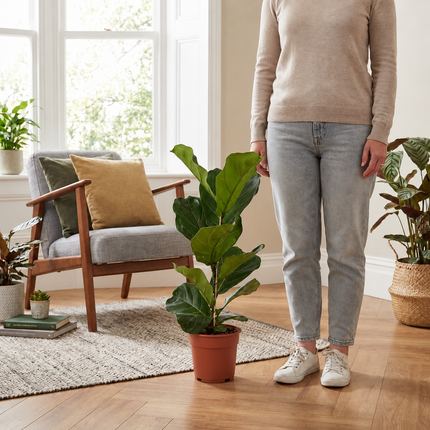 Ficus lyrata in een kweekpot naast een persoon, bij een fauteuil in een lichte woonkamer