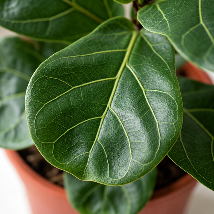 Detail van het groene vioolvormige Ficus lyrata-blad met een netwerk van lichte nerven