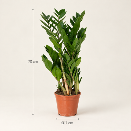 Zamioculcas zamiifolia in een kweekpot met aangegeven hoogte en potdiameter