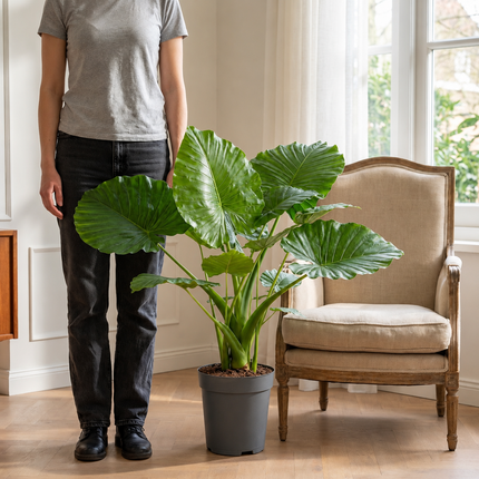 Alocasia Gageana California in een grijze kweekpot naast een persoon en een fauteuil