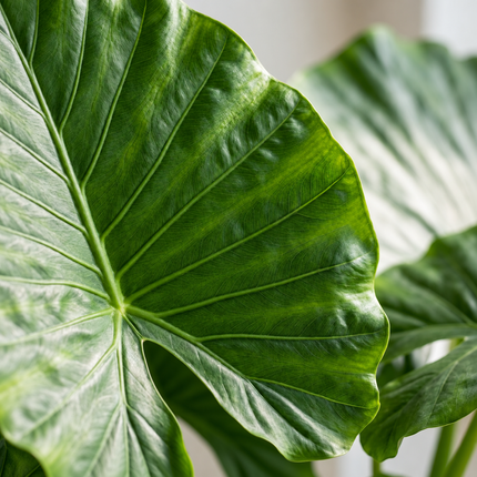 Detail van een groen Alocasia Gageana California-blad met duidelijk zichtbare nerven