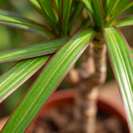 Detail van lange Dracaena marginata-bladeren met groene kleur en roodbruine randen