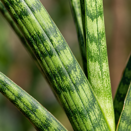 Detail van de smalle, groen getekende bladeren van Sansevieria Fernwood Punk