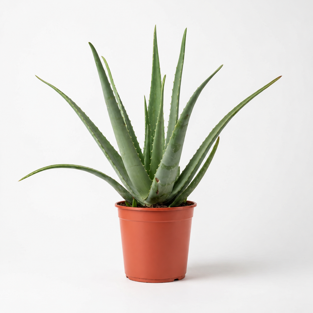 Aloe vera met opgaande, vlezige bladeren in een terracottakleurige kweekpot