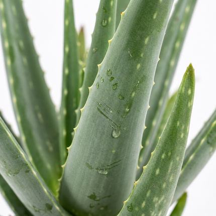 Detail van een vlezig Aloe vera-blad met lichte stippen en kleine tanden langs de rand