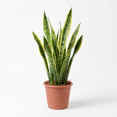 Sansevieria Laurentii met lange rechtopstaande bladeren in een kweekpot op een lichte achtergrond