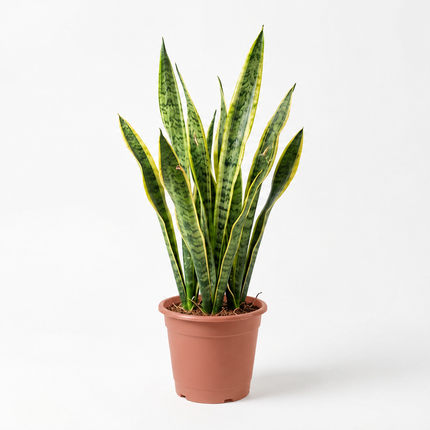 Sansevieria Laurentii met lange rechtopstaande bladeren in een kweekpot op een lichte achtergrond