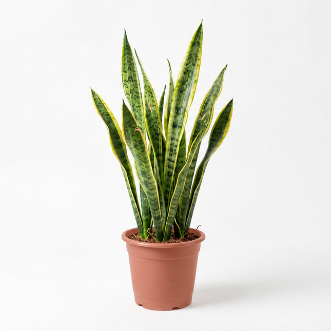 Sansevieria Laurentii met lange rechtopstaande bladeren in een kweekpot op een lichte achtergrond
