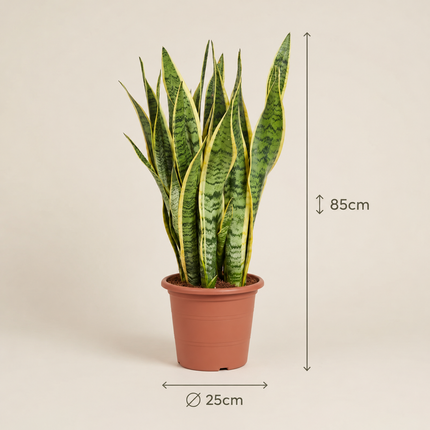Sansevieria Laurentii in een kweekpot met maatlijnen voor 85 cm hoogte en 25 cm potdiameter